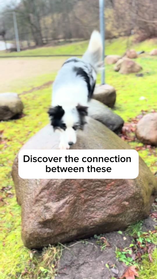 Discover the connection between these
