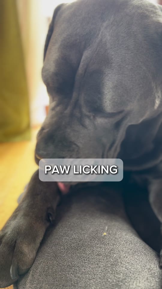 Paw licking